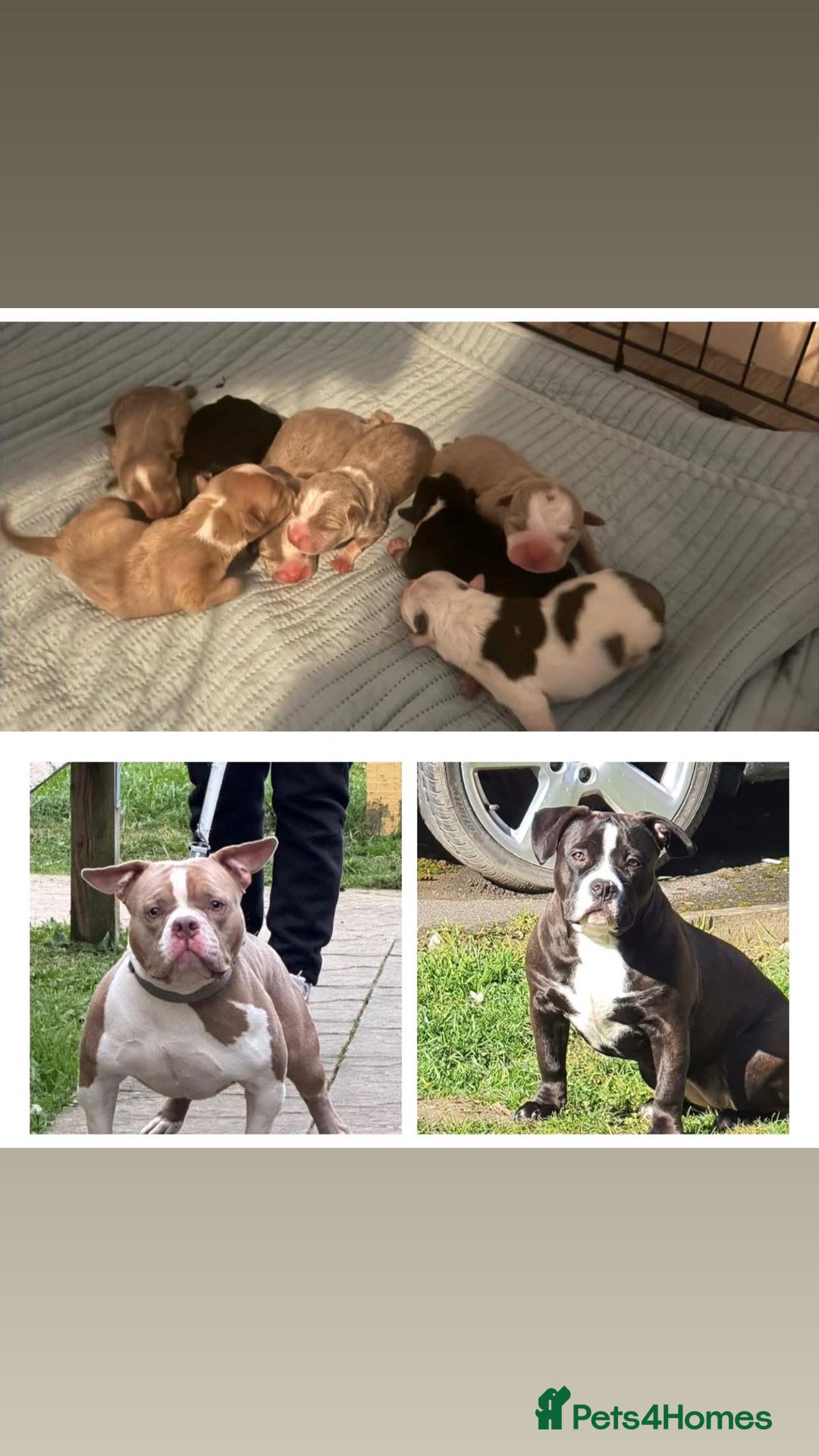 American Bully dogs for sale: Pocket Bully puppy’s  - Image 13