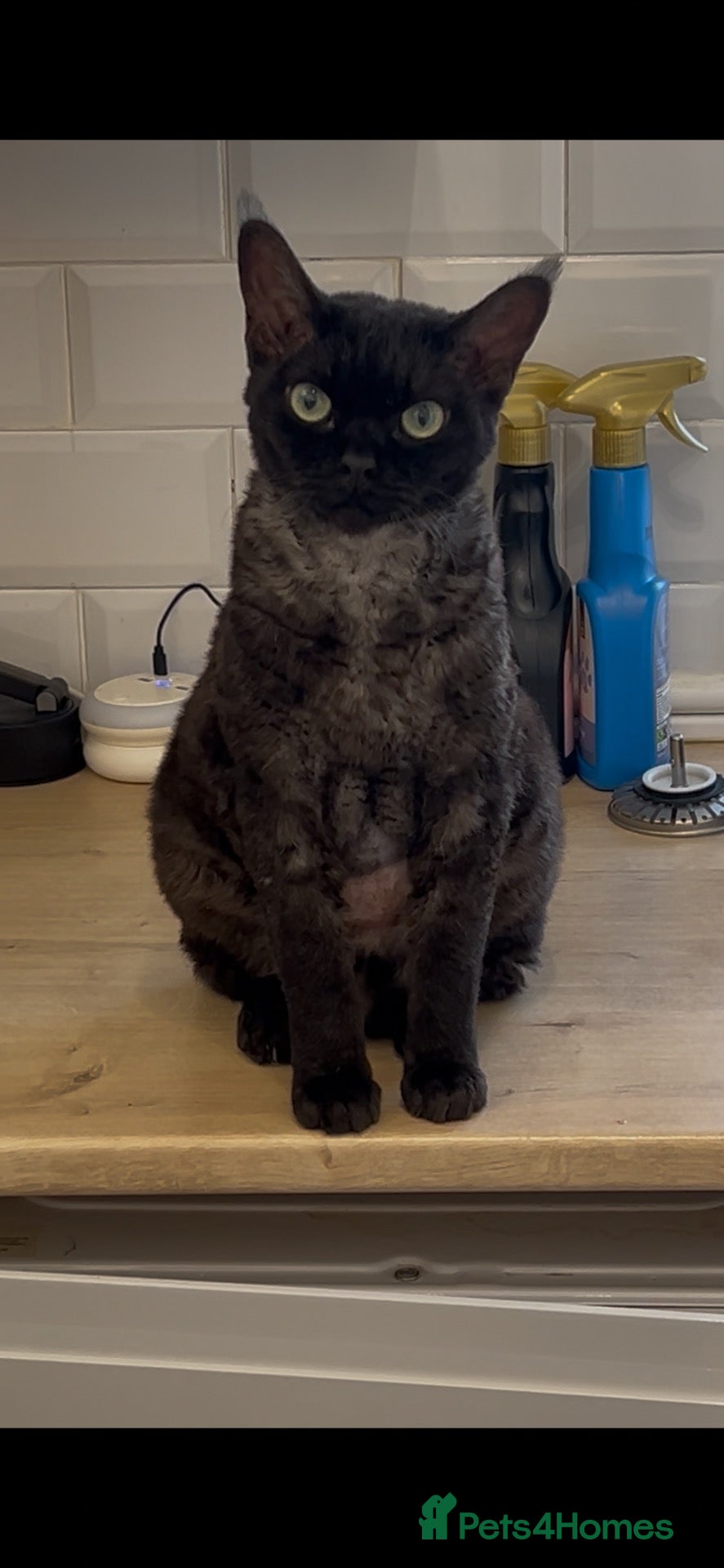 Devon Rex cats Beautiful Devon Rex boy 5 years  - Advert 21