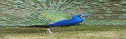 Peafowl poultry for sale: Beautiful Male Peacock For Sale - 2 1/5 years old - Advert 1