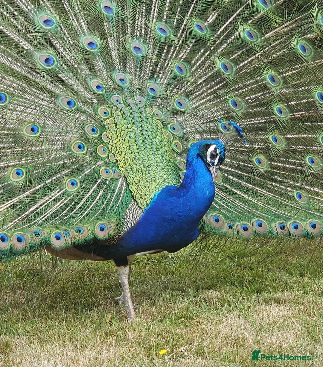 Peafowl poultry for sale: Beautiful Male Peacock For Sale - 2 1/5 years old - Advert 1