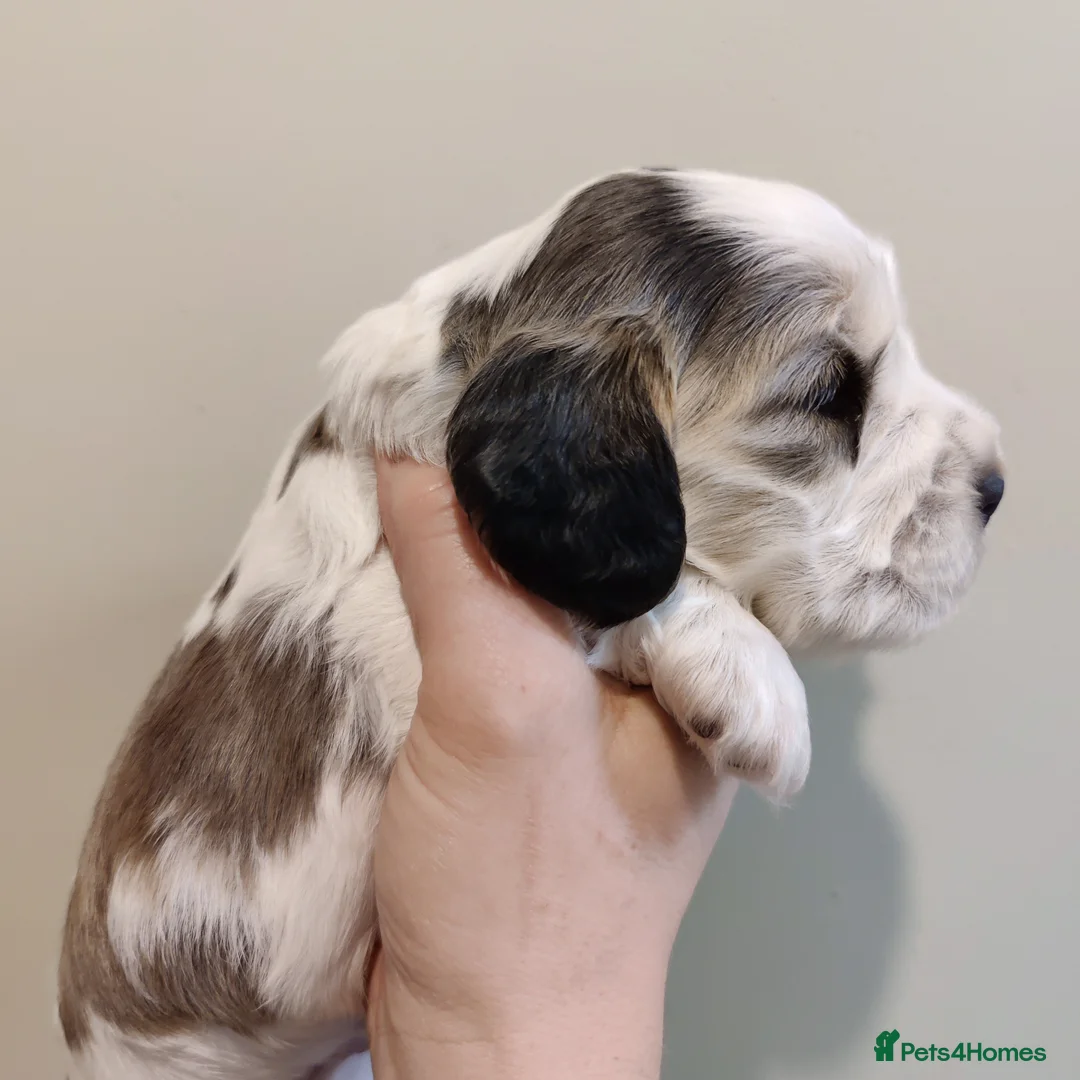 Cocker Spaniel dogs for sale: KC Registered Show Type Cocker Spaniels  - Advert 24