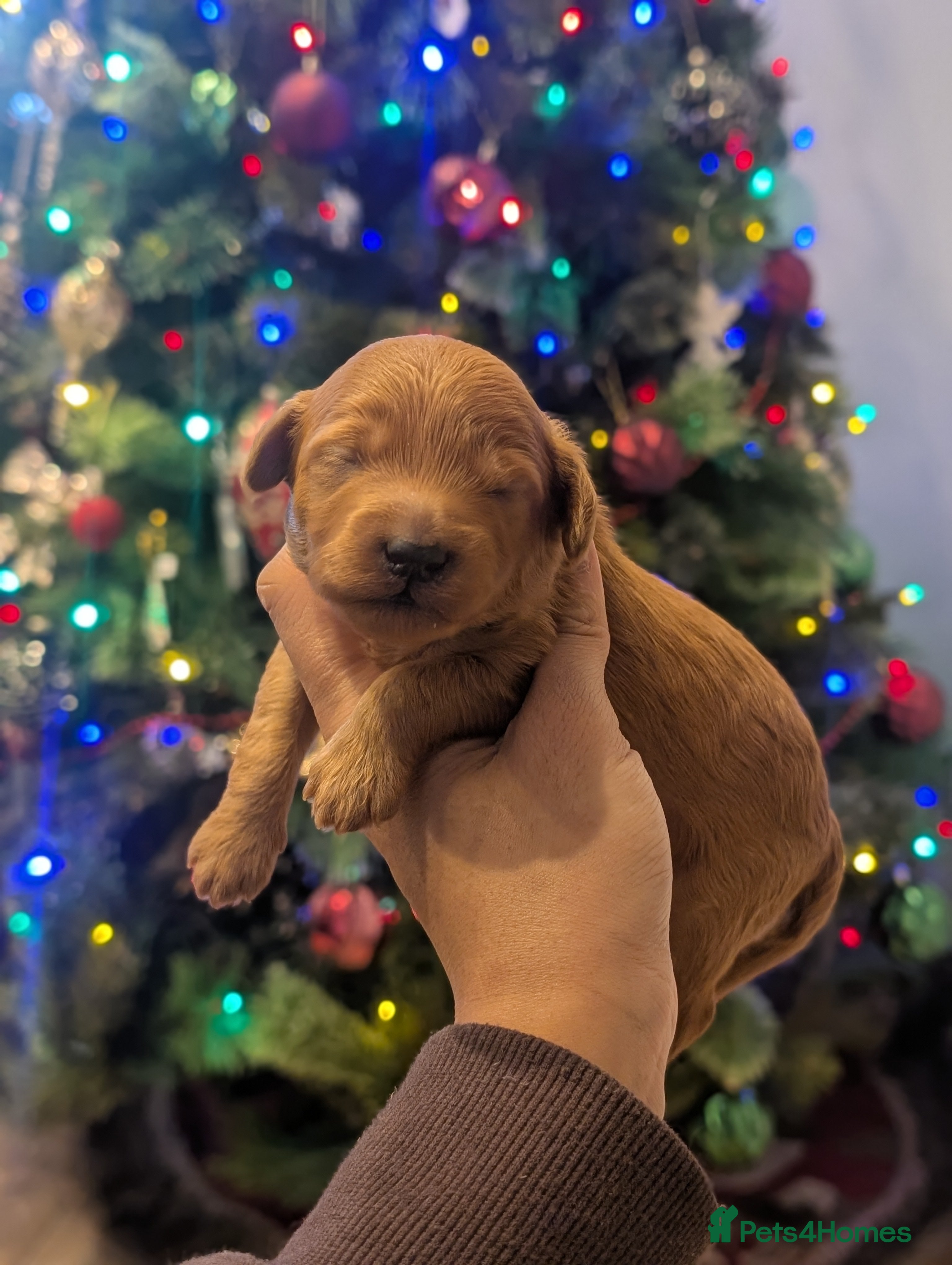 Goldendoodle dogs Miniature goldendoodle puppies   - Advert 1