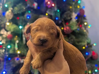 Goldendoodle dogs Miniature goldendoodle puppies - Advert 2