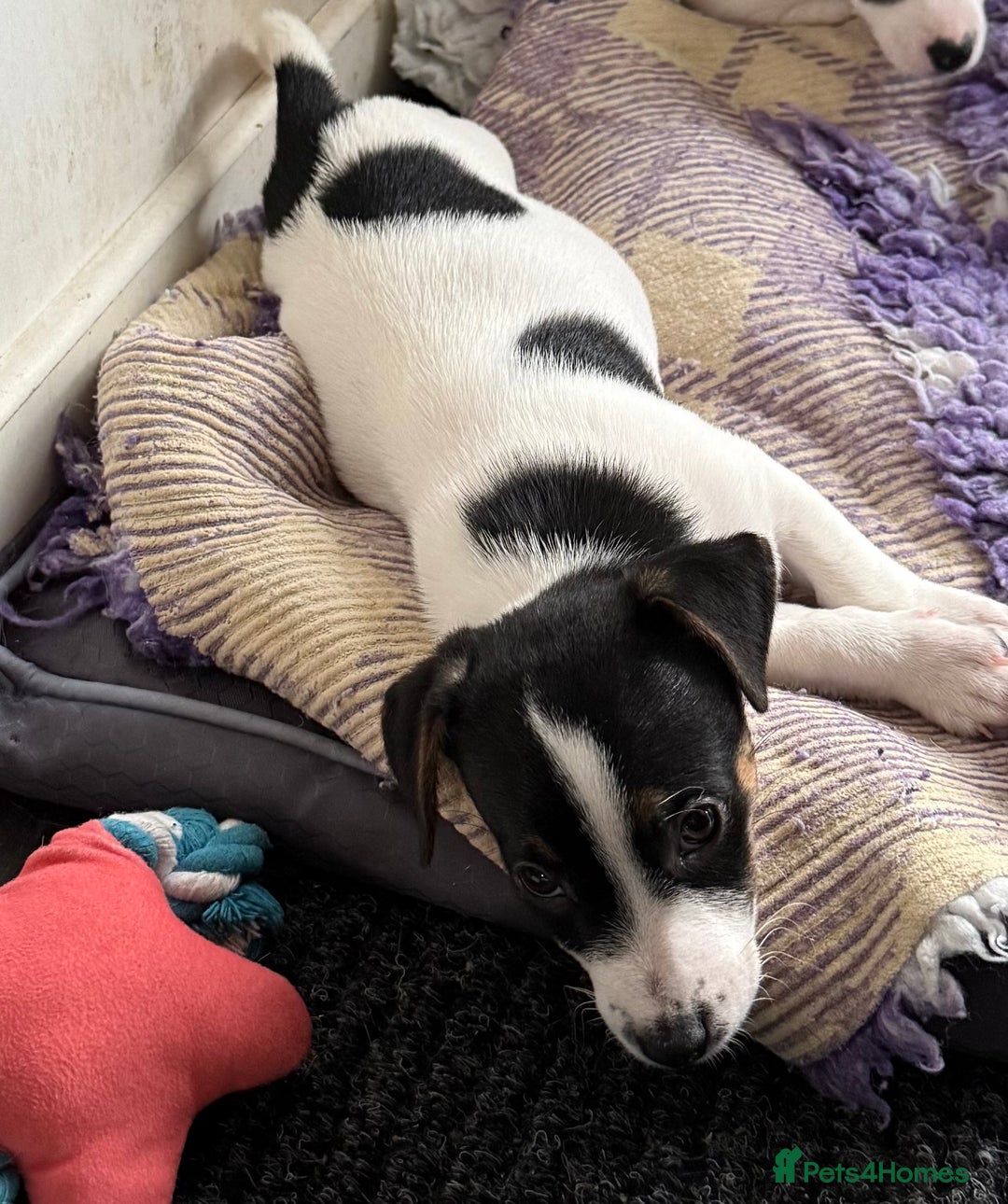 Jack Russell dogs for sale: Jack Russell  - Image 4