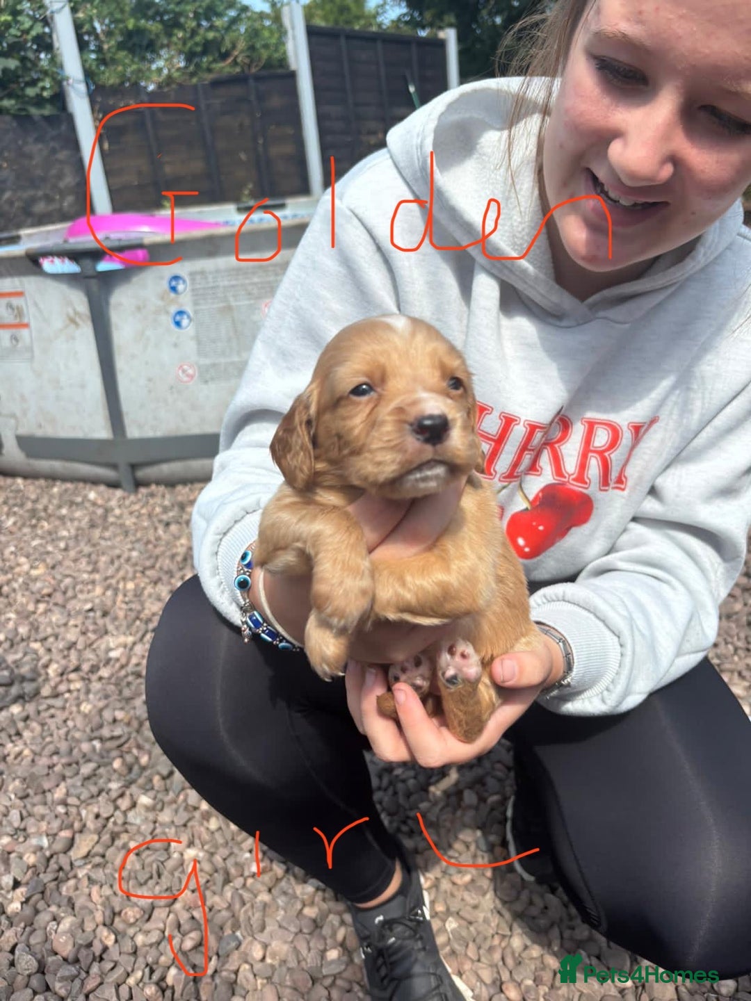 Cocker Spaniel dogs for sale: Merl cocker spaniel puppies  - Image 3