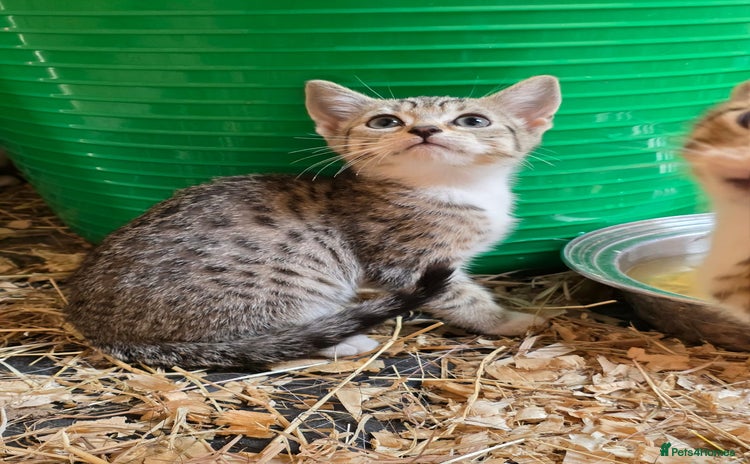 Bengal cats - Advert 1