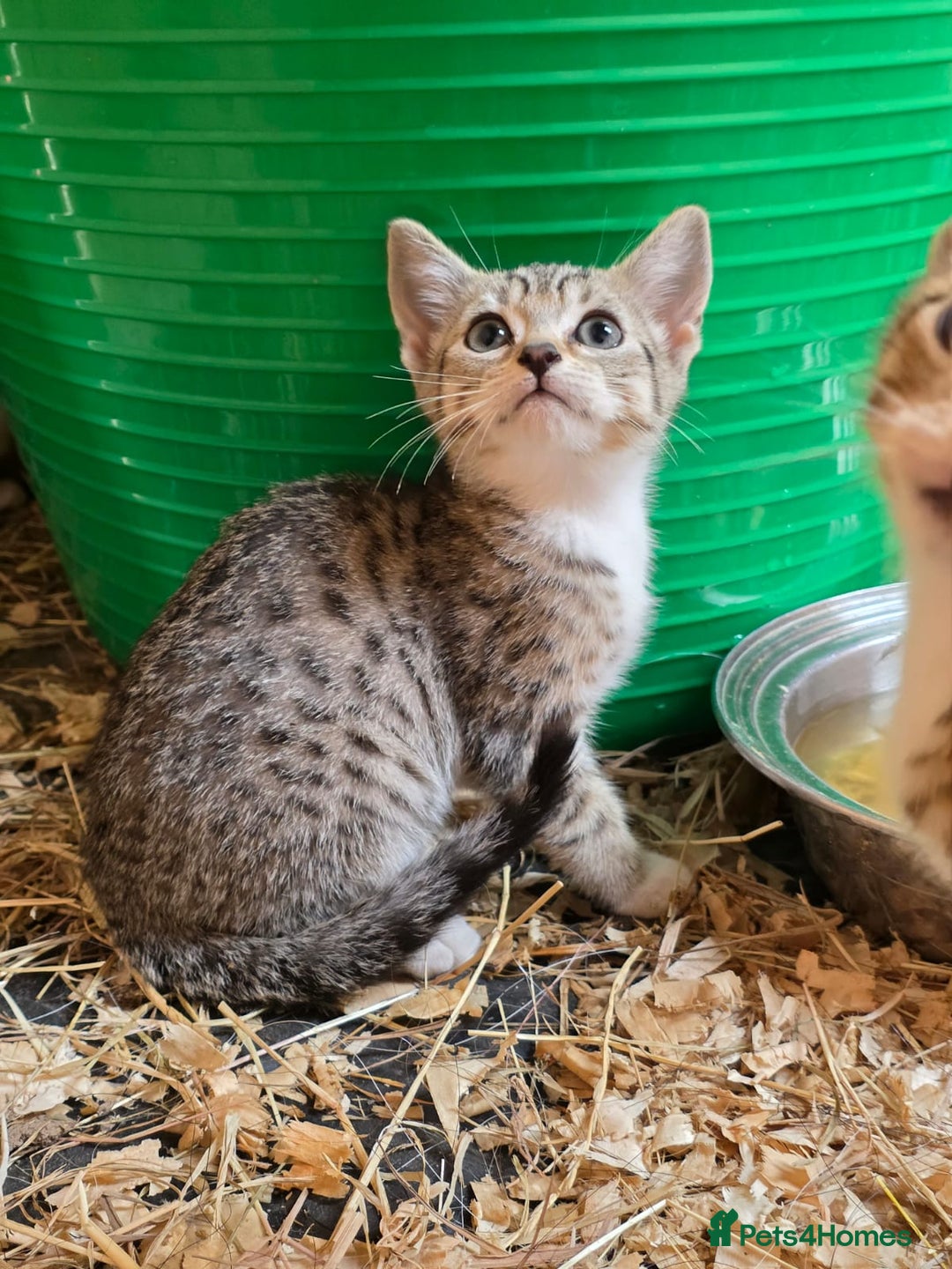 Bengal cats for sale: Bengal cross kittens - Image 2