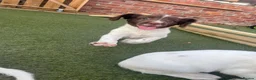English Springer Spaniel dogs for sale: 1 BOY LEFT READY NOW - KC Springer Spaniel Pups - Advert 22