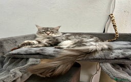 Maine Coon cats for sale: Pedigree TICA Registered Maine Coon Kittens - Image 36