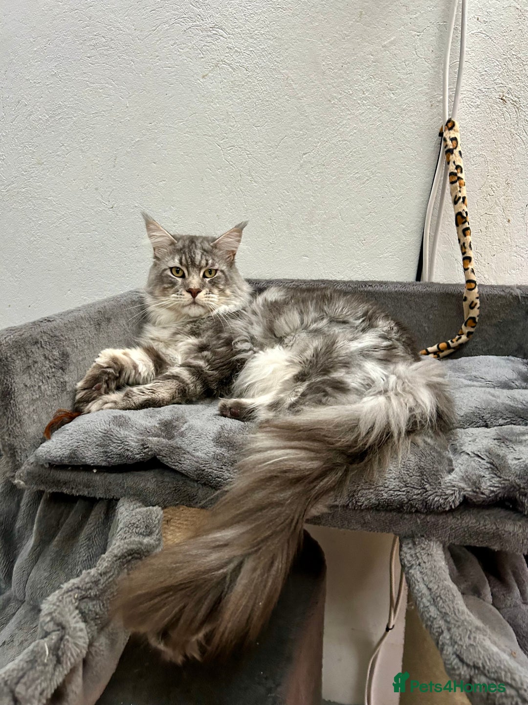 Maine Coon cats for sale: Pedigree TICA Registered Maine Coon Kittens - Image 36