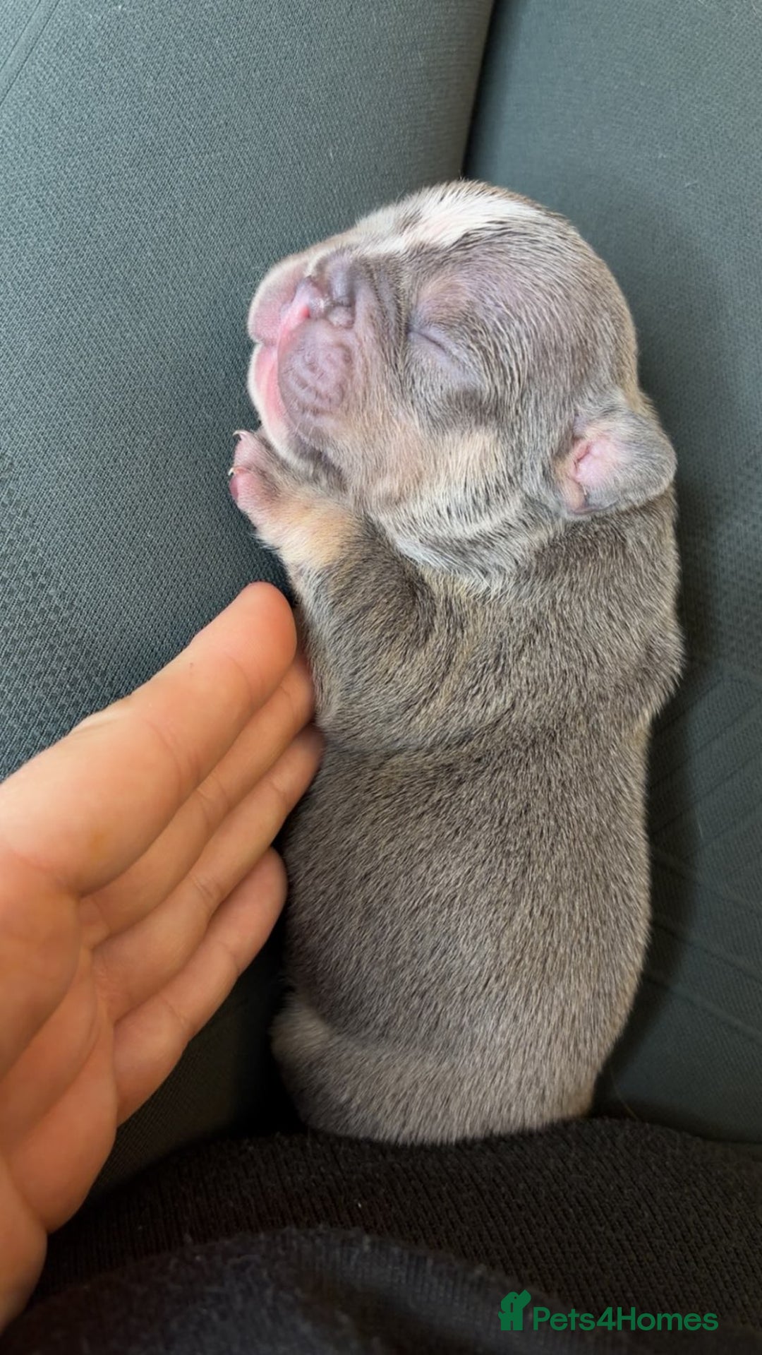 French Bulldog dogs for sale: Frenchies  - Advert 11