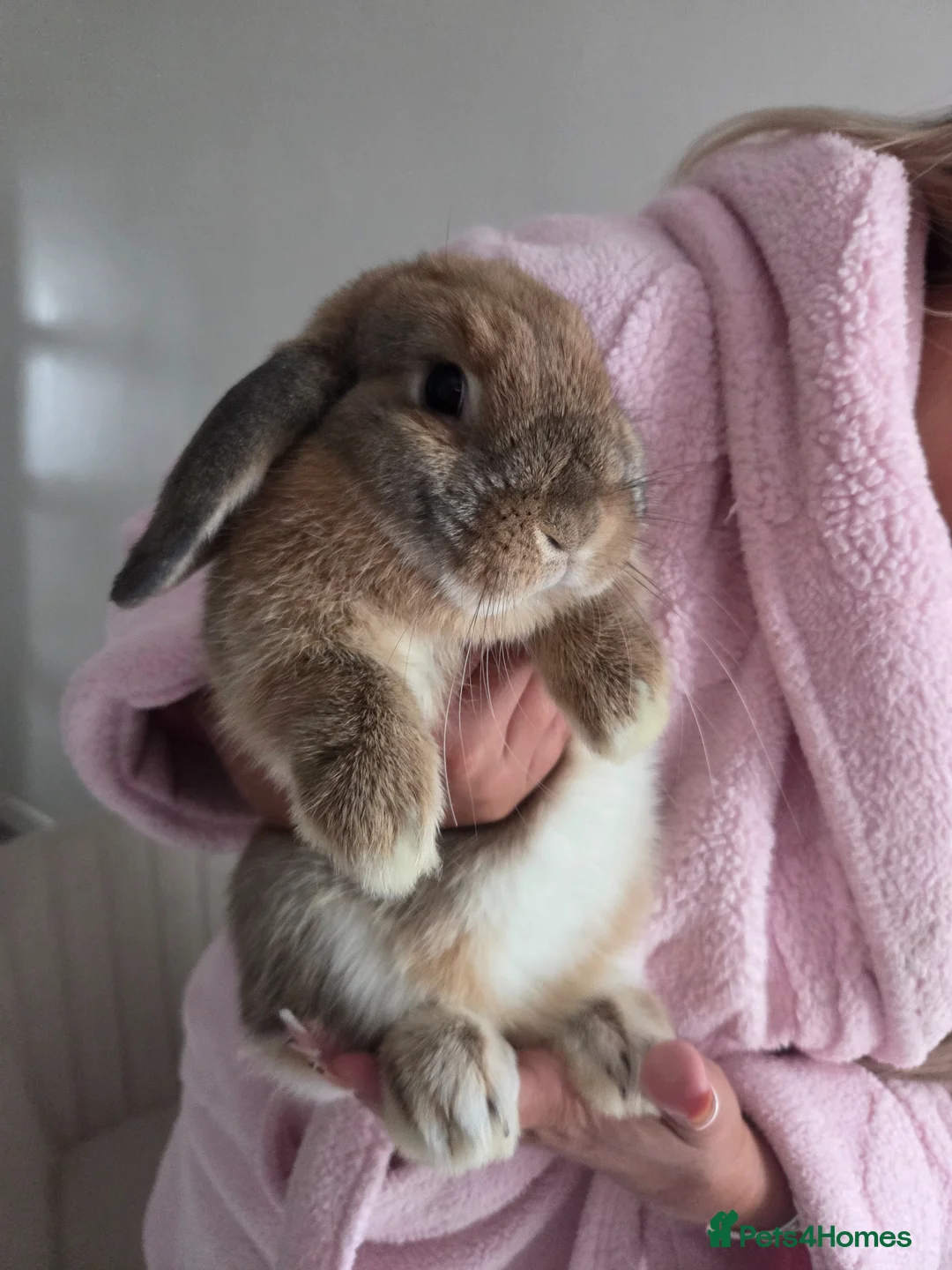 Mini Lop rabbits for sale: Mini french lop  - Advert 2