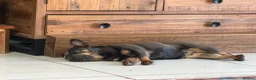 French Bulldog dogs for sale: French bulldog in Birmingham - Advert 3