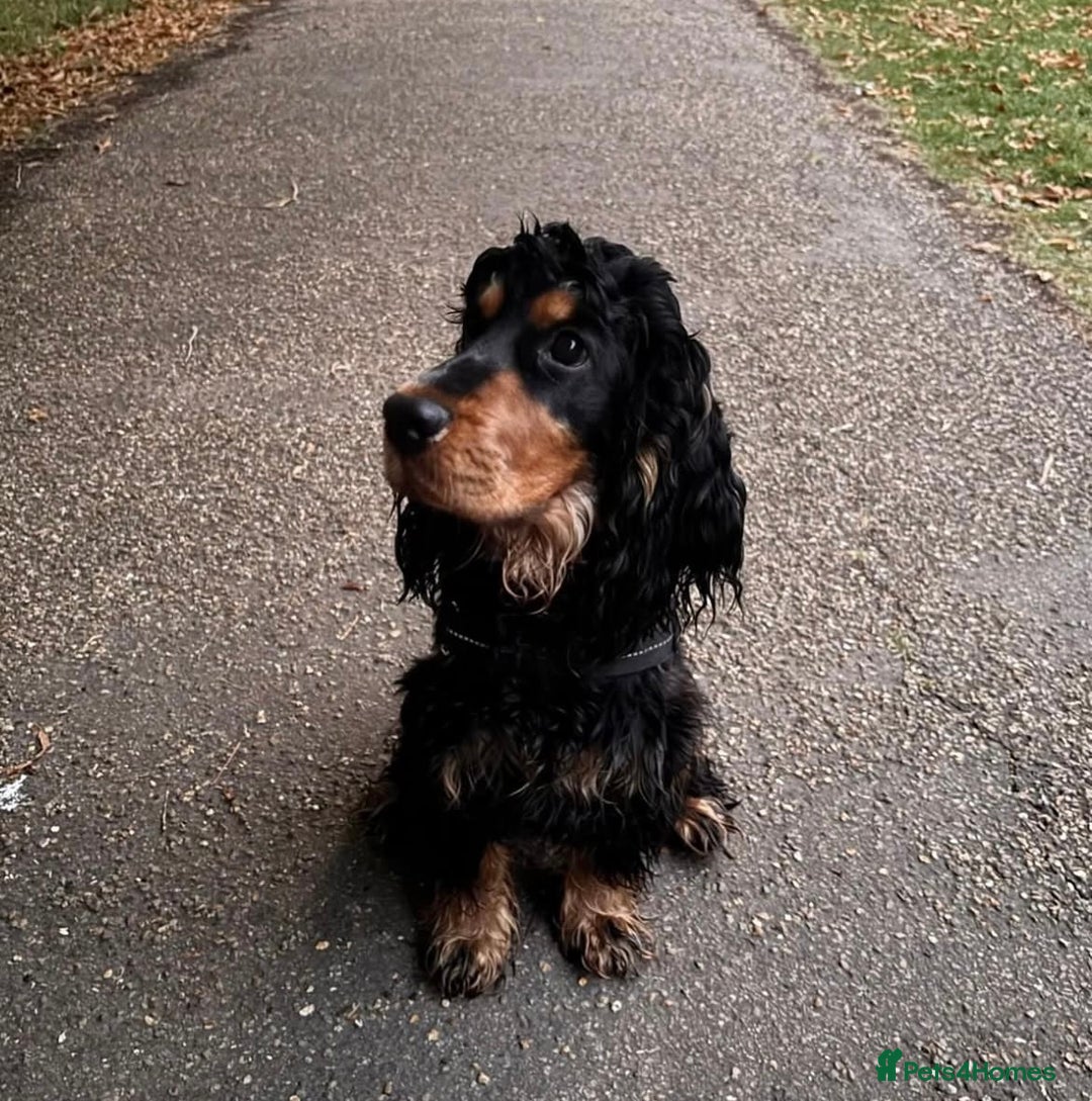 Cocker Spaniel dogs for sale: Cocker Spaniel - Show type - the calm type - Image 21