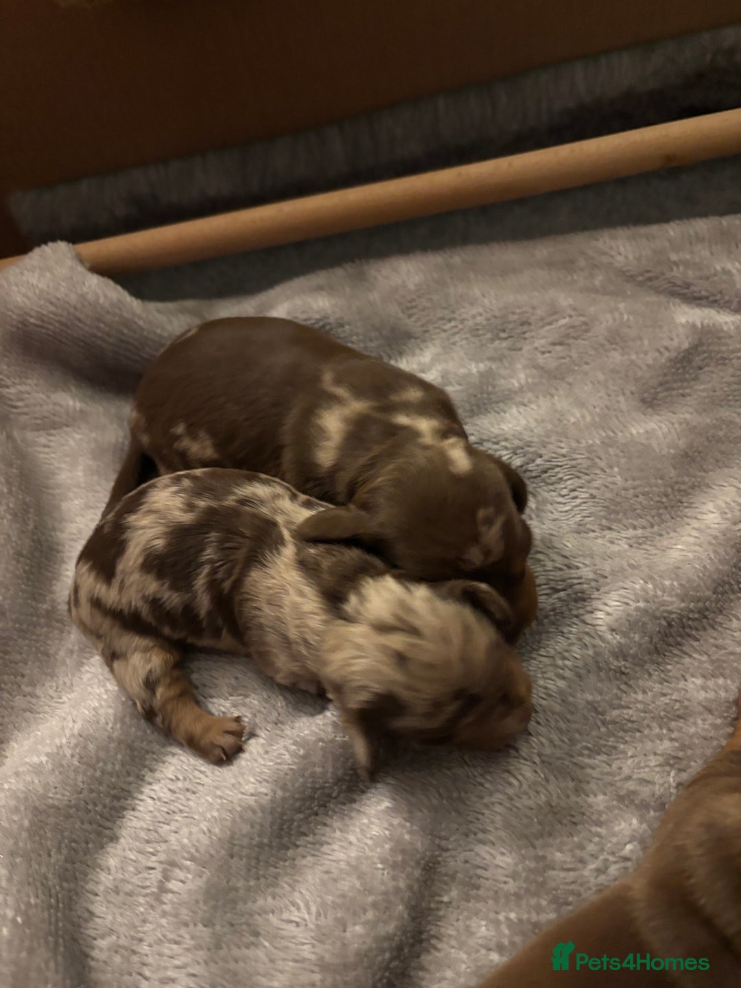 Miniature Dachshund dogs for sale: Miniature dachshund  - Advert 26