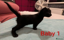 Mixed Breed cats for sale: Ready for our new adventure 🐾 - Image 5