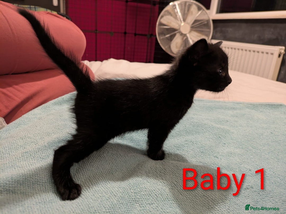 Mixed Breed cats for sale: Ready for our new adventure 🐾 - Image 5