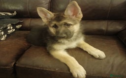 German Shepherd dogs for sale: Beautiful German Shepherd Puppies - Image 31
