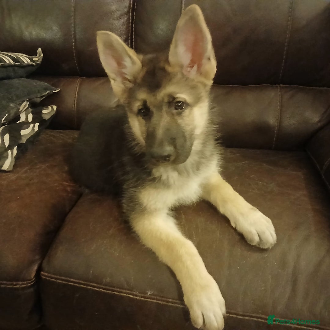 German Shepherd dogs for sale: Beautiful German Shepherd Puppies - Image 31