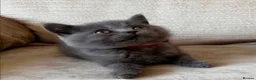 British Shorthair cats for sale: READY NOW – Blue British Shorthair female kitten - Advert 3