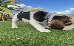 Beagle dogs for sale: beautiful purebred beagle puppies! - Image 2