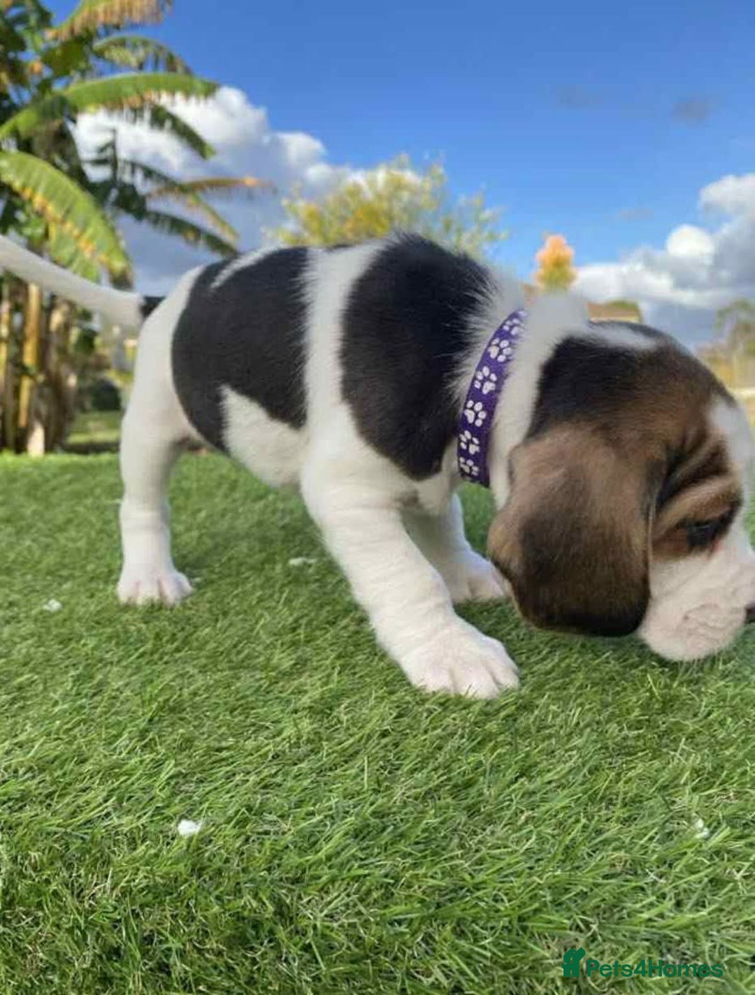 Beagle dogs for sale: beautiful purebred beagle puppies! - Image 2
