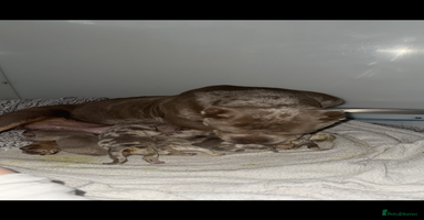 American Bully dogs - Advert 7