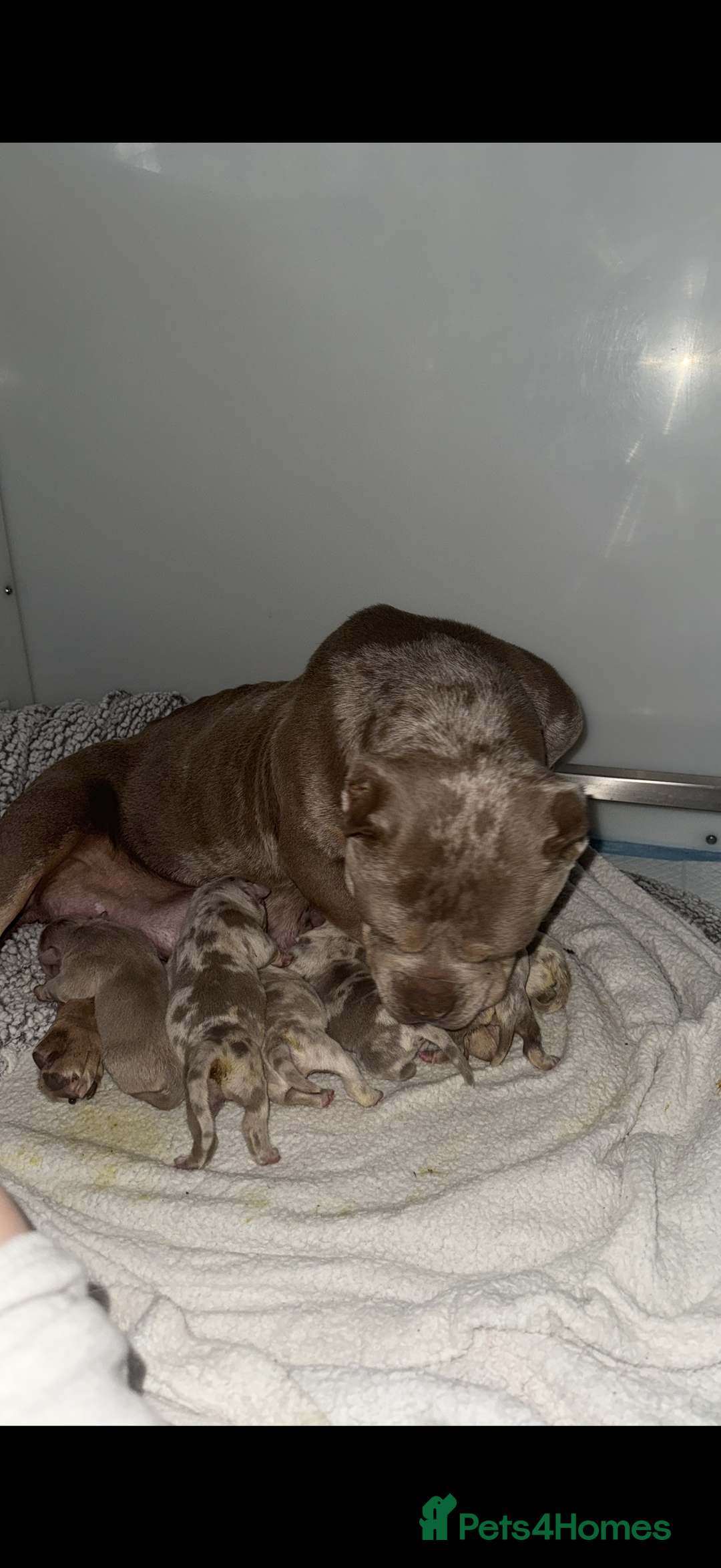 American Bully dogs for sale: Pocket bully puppies  - Image 3