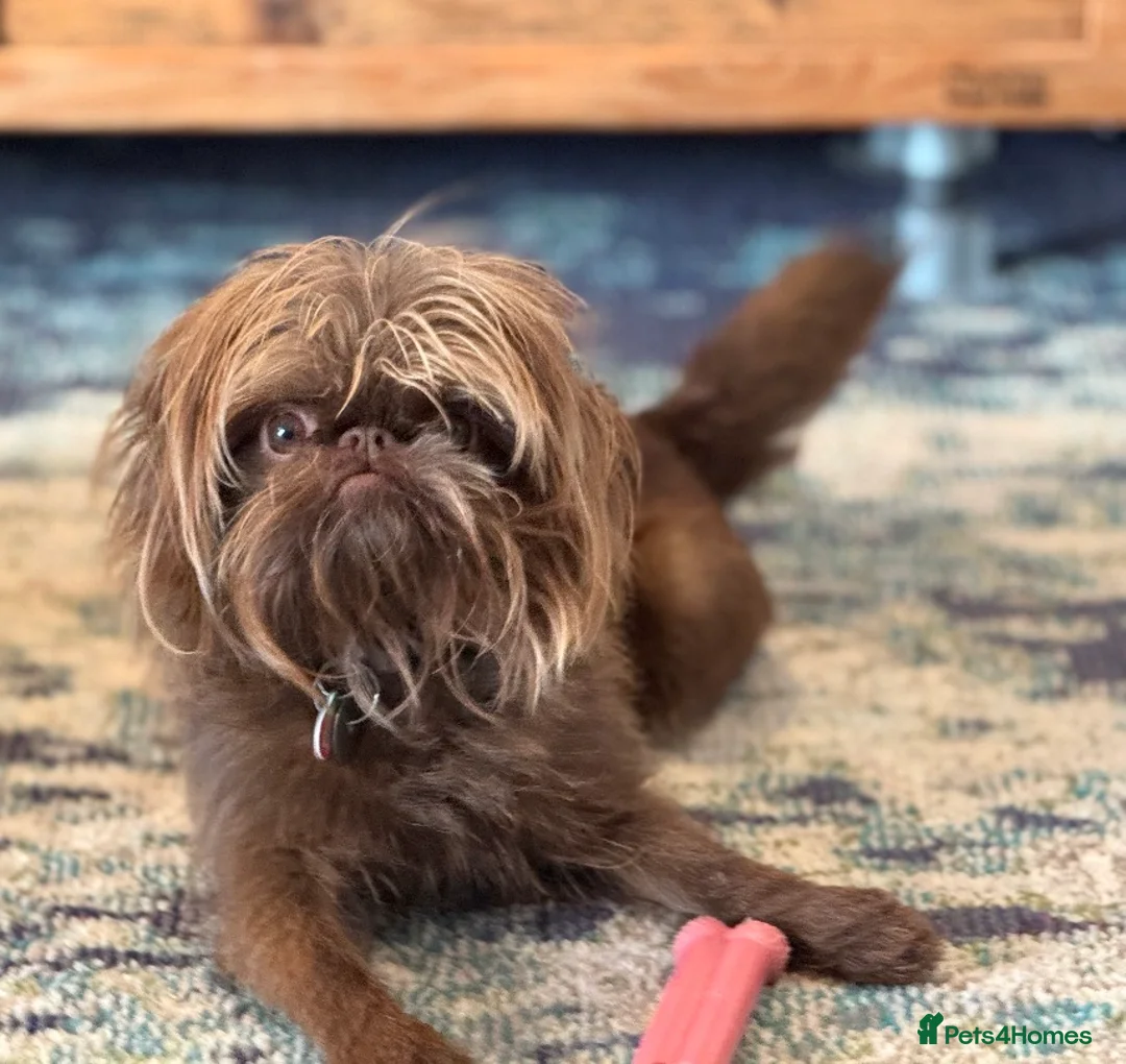 Griffon Bruxellois dogs for sale: Gorgeous rough coated griffon girl  - Advert 4