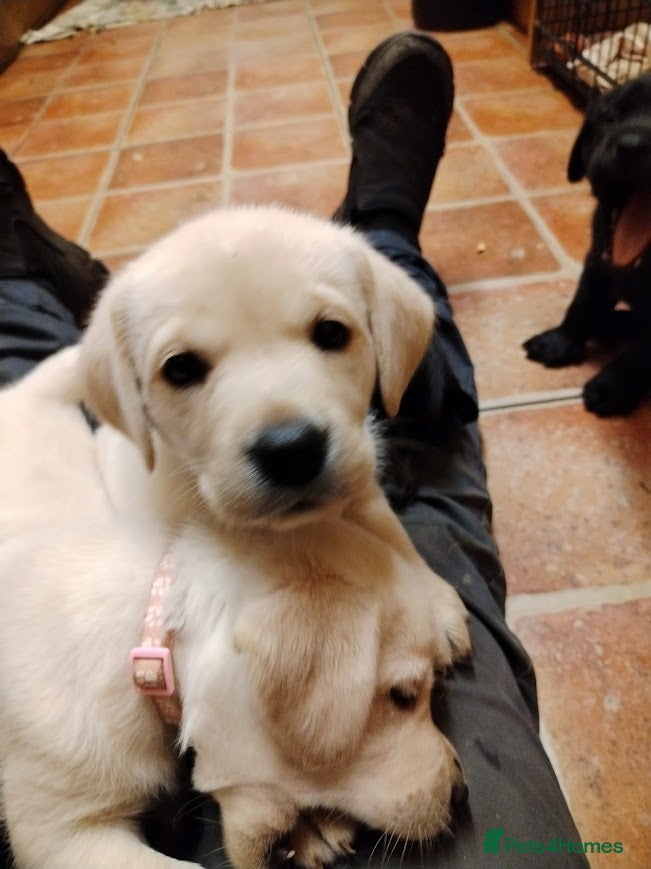 Labrador Retriever dogs Chunky Yellow & Black Labrador Puppies - Advert 13