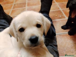 Labrador Retriever dogs Chunky Yellow & Black Labrador Puppies - Advert 8