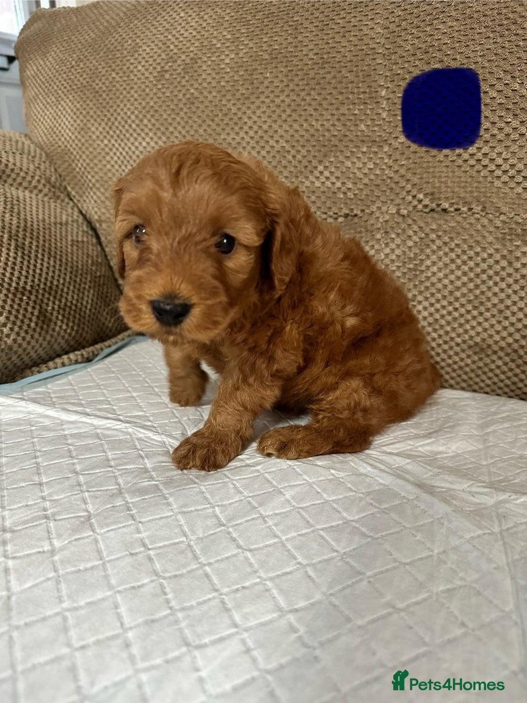 Cockapoo dogs for sale: Outstanding Cockapoos Puppies. 4 boys💙 2 girls 💗 - Image 27