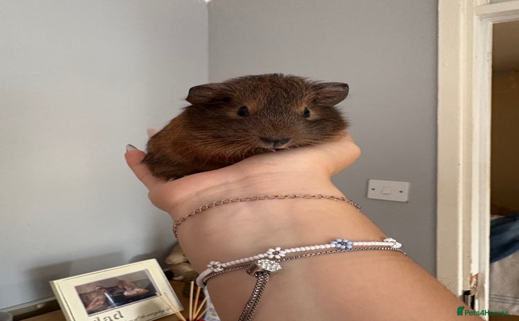 Guinea Pig rodents - Advert 2