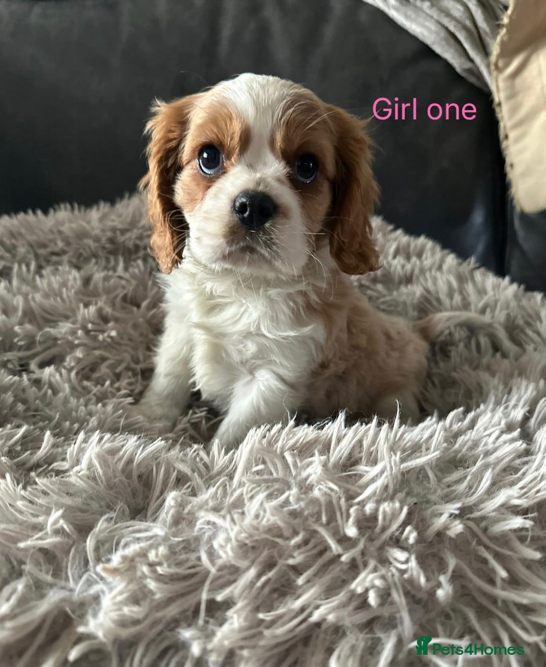 Cavalier King Charles Spaniel dogs for sale: cavalier king Charles pups parents DNA TESTED  - Advert 6