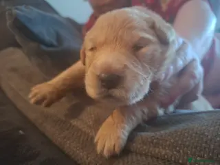 Mixed Breed dogs Gorgeous f1 border retreiver pups - Advert 6