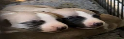 Whippet dogs for stud: KC Reg Heart Tested Gorgeous Fawn Whippet at Stud  - Advert 11