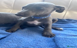 Whippet dogs for sale: Gentle, Loving Whippet Puppies – Ready Now  - Image 4
