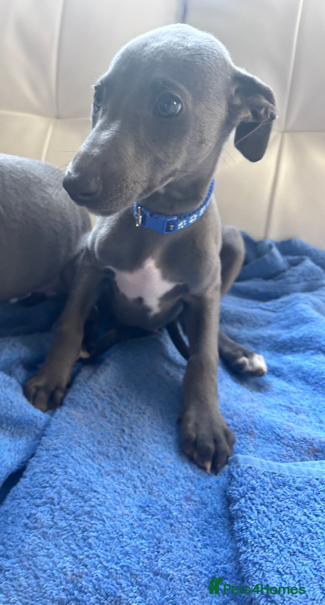 Whippet dogs for sale: Gentle, Loving Whippet Puppies – Ready Now  - Image 4