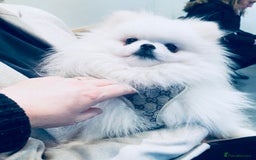 Pomeranian dogs for sale: Stunning Kc-reg boys 🌟🌟🌟🌟🌟 - Image 23