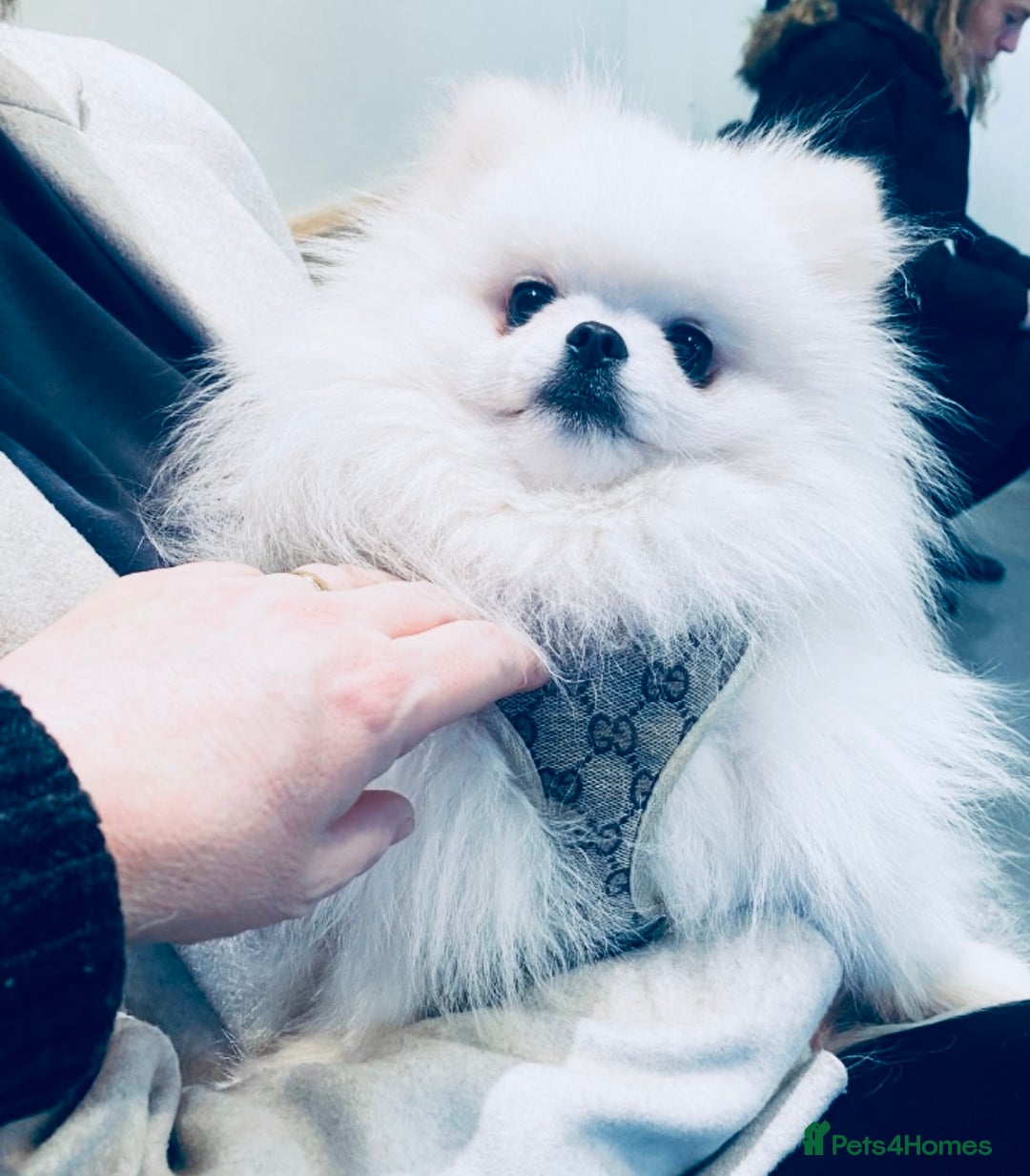 Pomeranian dogs for sale: Stunning Kc-reg boys 🌟🌟🌟🌟🌟 - Image 23
