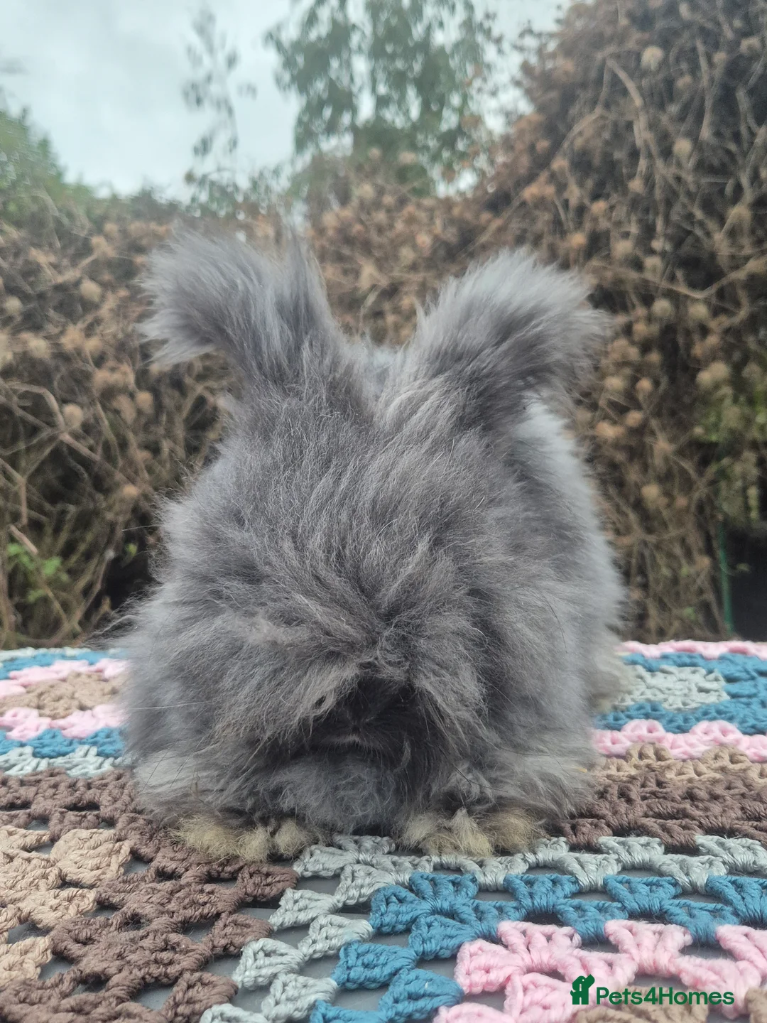 Angora rabbits for sale: 🖤 Black smoke boy-READY NOW- FULL FACED ANGORA 🖤 - Advert 5