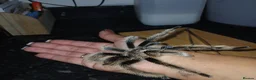 Tarantulas invertebrates for sale: FULL SETUP INC Female Golden knee tarantula - Advert 12