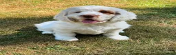 Clumber Spaniel dogs for sale: Quality Clumber Spaniel Puppies  in Malvern - Advert 7
