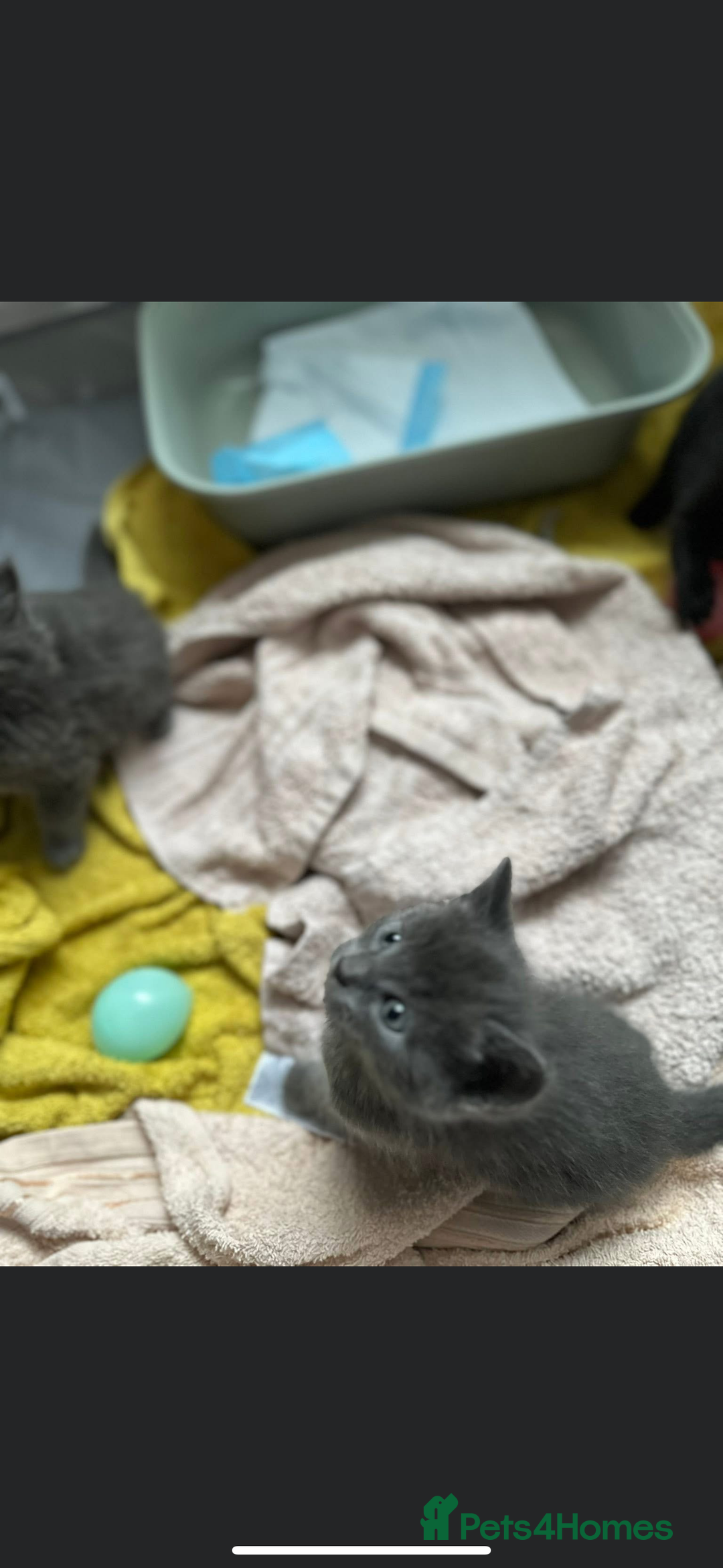 Mixed Breed cats for sale: Two stunning grey female kittens for sale  - Advert 5