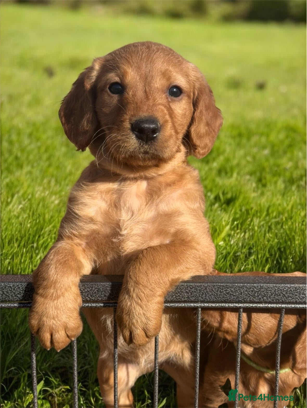 Labradoodle dogs ⭐️Fully Health Tested F1 Miniature Labradoodles⭐️ - Advert 6