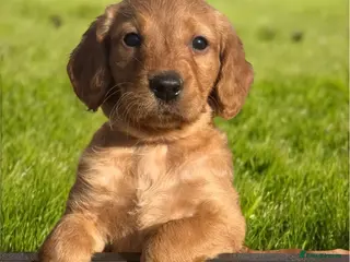 Labradoodle dogs ⭐️Fully Health Tested F1 Miniature Labradoodles⭐️ - Advert 6