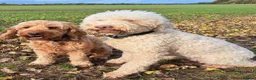 Lagotto Romagnolo dogs for sale: Adult Lagotto girl  - Advert 3