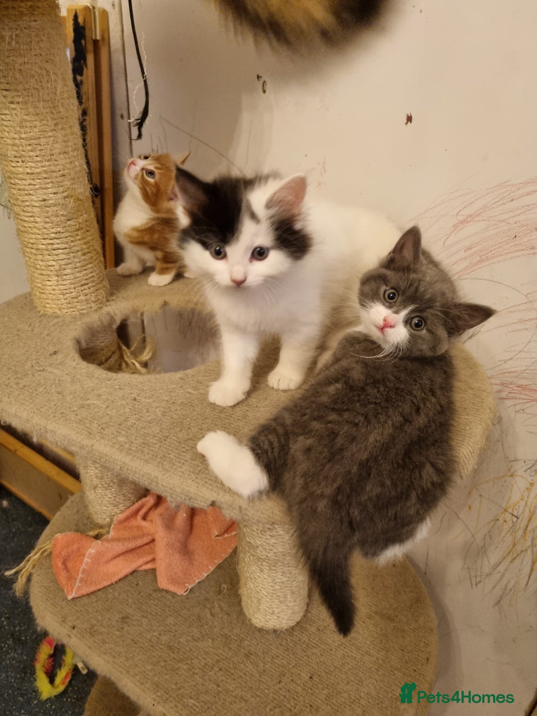 RagaMuffin cats for sale: Gorgeous RagamuffinX  - Advert 3