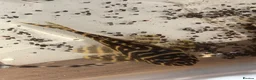 Plecos fish for sale: Large amount of L333 & L333 GoldlinePlecos. 1”-4” - Advert 3