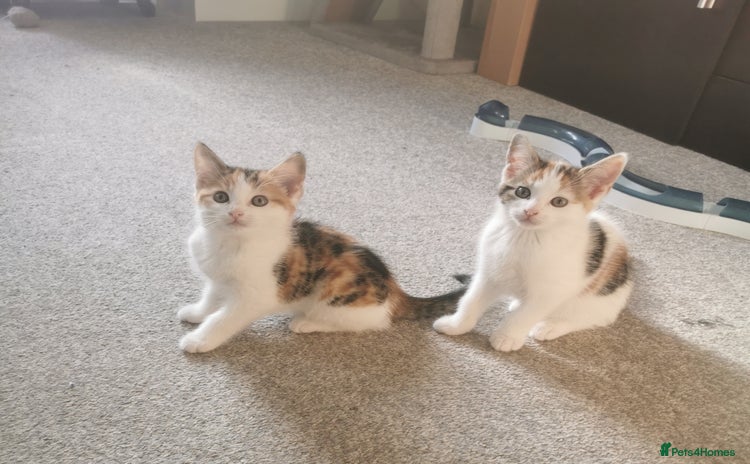 Mixed Breed cats - Advert 4